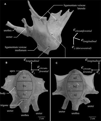 Locational and Directional Dependencies of Smooth Muscle Properties in Pig Urinary Bladder